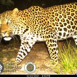 Leopard